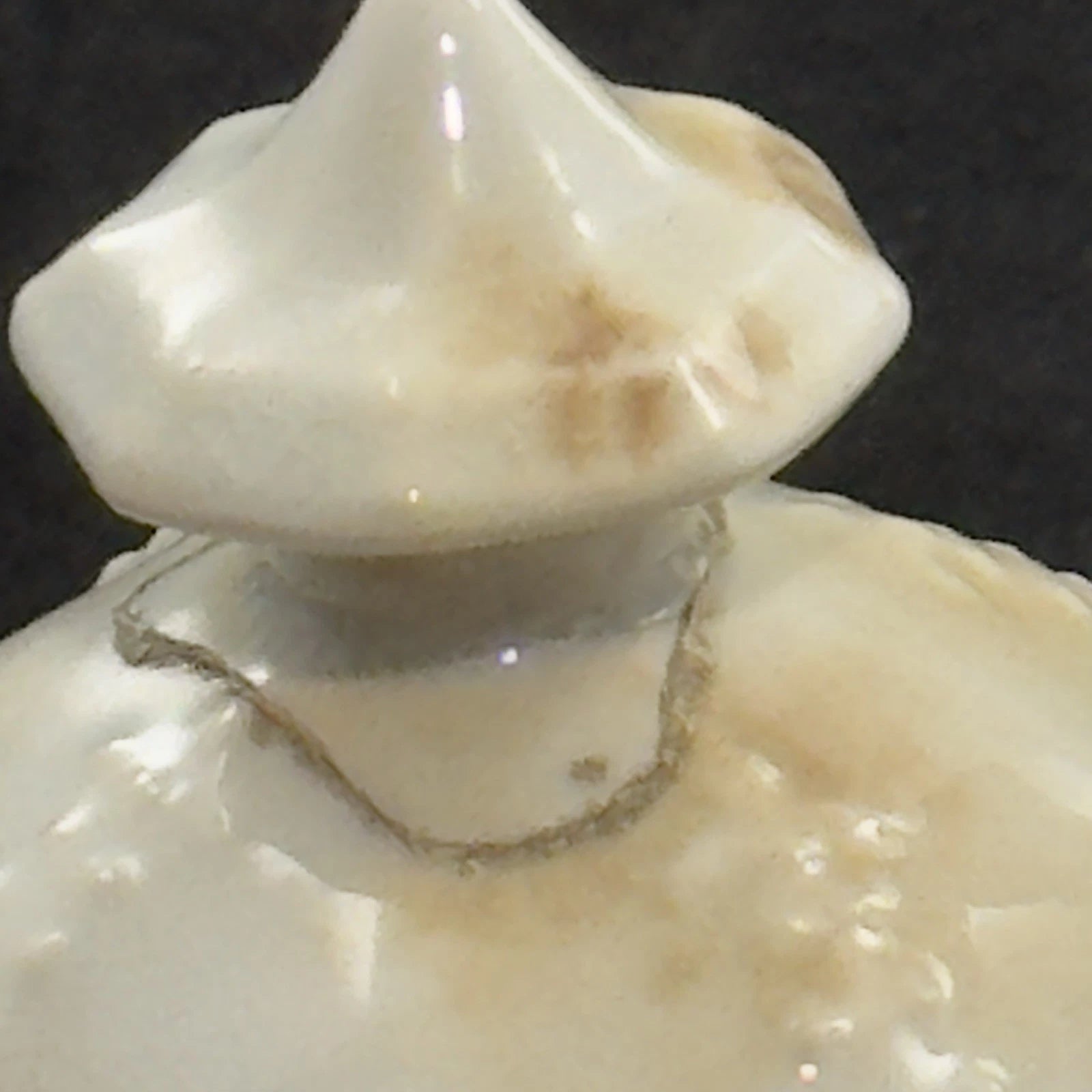 Antique Chelsea Ware Teapot with Lid Victorian Floral Enamel C1850s